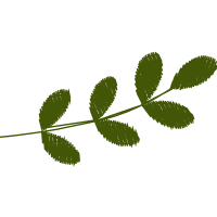 Illustration Flowers