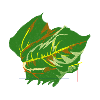 Illustration Flowers