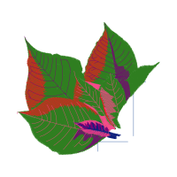 Illustration Flowers