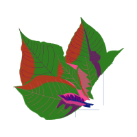 Illustration Flowers