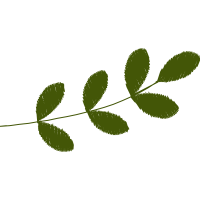 Illustration Flowers