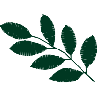 Illustration Flowers