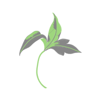 Illustration Flowers