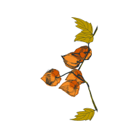 Illustration Flowers