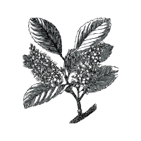 Illustration Flowers