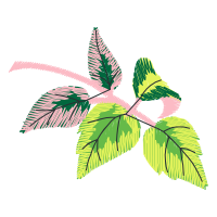 Illustration Flowers