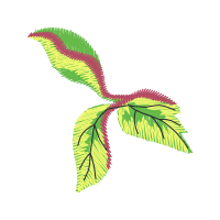 Illustration Flowers