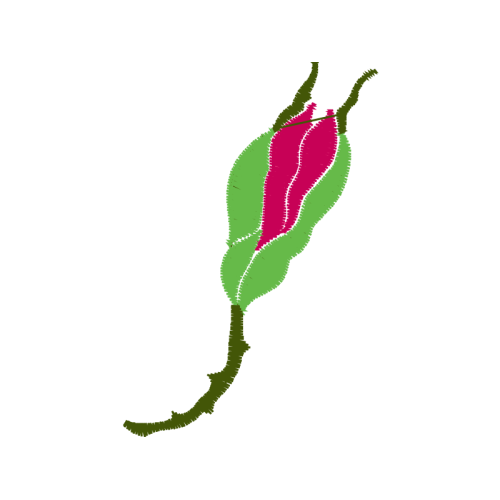 Laceleaf Flowers Laceleaf Flowers