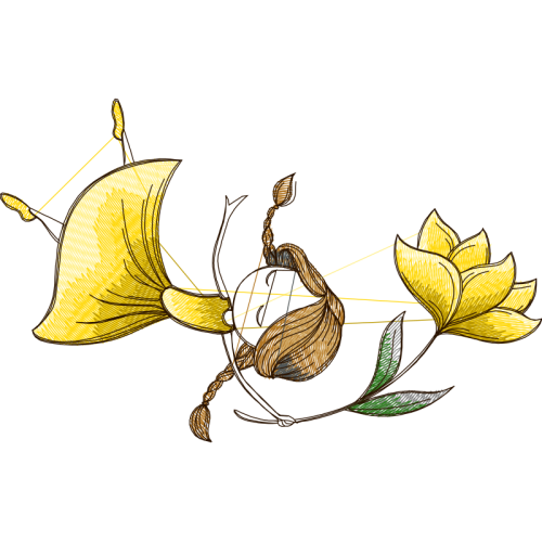 Laceleaf Flowers Laceleaf Flowers