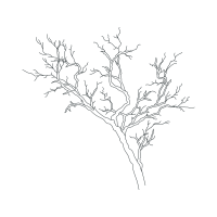 Line Art Flowers Line Art Flowers