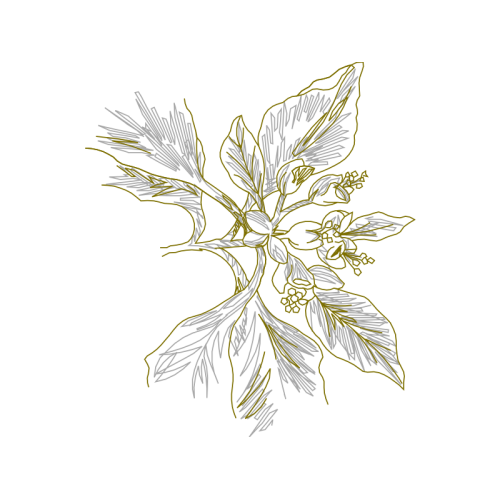 Line Art Flowers Line Art Flowers