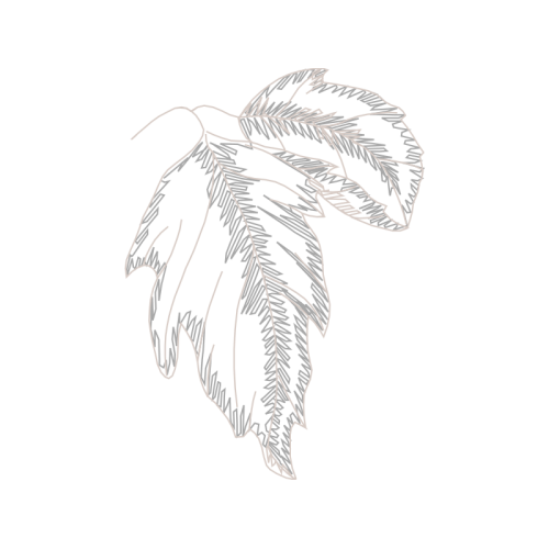 Line Art Flowers Line Art Flowers