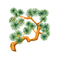 Loblolly Pine Flowers Loblolly Pine Flowers