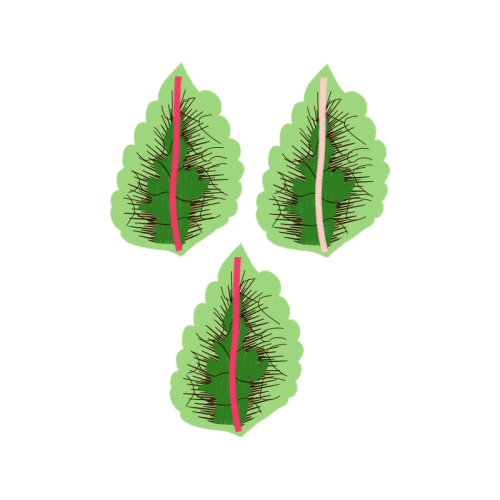 Longleaf Pine Flowers Longleaf Pine Flowers