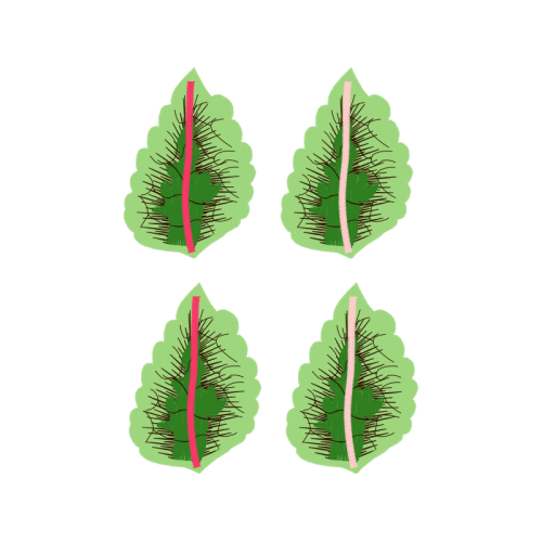 Longleaf Pine Flowers Longleaf Pine Flowers