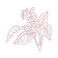 M 02Csf Flowers M 02Csf Flowers