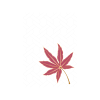 Maple Leaf Flowers Maple Leaf Flowers