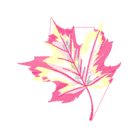 Maple Leaf Flowers Maple Leaf Flowers