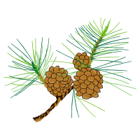 Mexican Pinyon Flowers