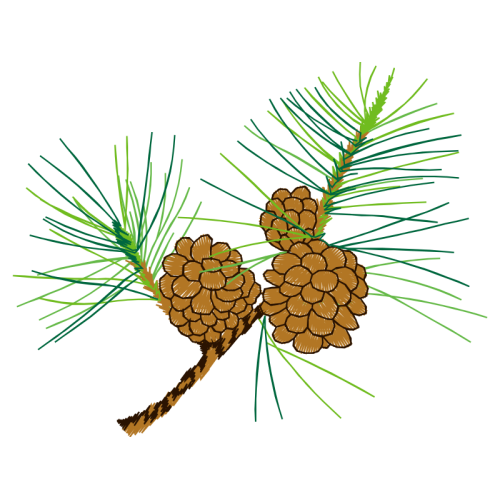 Mexican Pinyon Flowers Mexican Pinyon Flowers