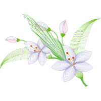 Moth Orchids Flowers