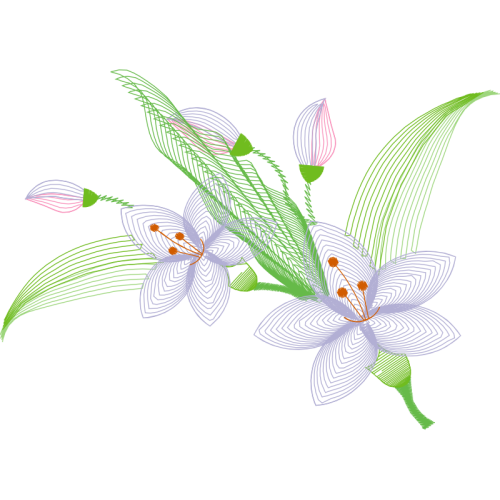 Moth Orchids Flowers Moth Orchids Flowers