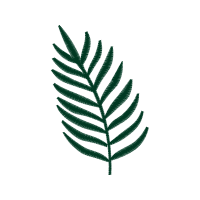 Palms Flowers Palms Flowers