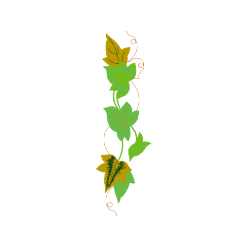 Pieridae Flowers Pieridae Flowers