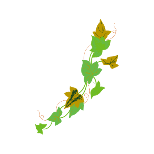 Rosa Glauca Flowers Rosa Glauca Flowers