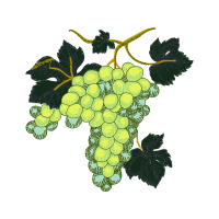 Seedless Fruit Flowers Seedless Fruit Flowers