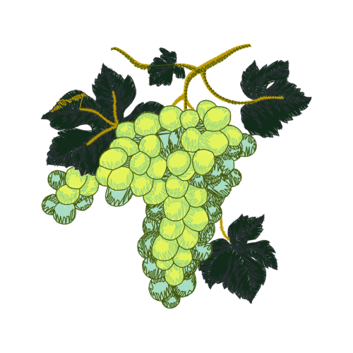 Seedless Fruit Flowers Seedless Fruit Flowers