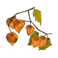 Seedless Fruit Flowers Seedless Fruit Flowers