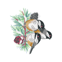 Shortleaf Pine Flowers