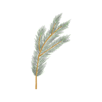 Shortleaf Pine Flowers