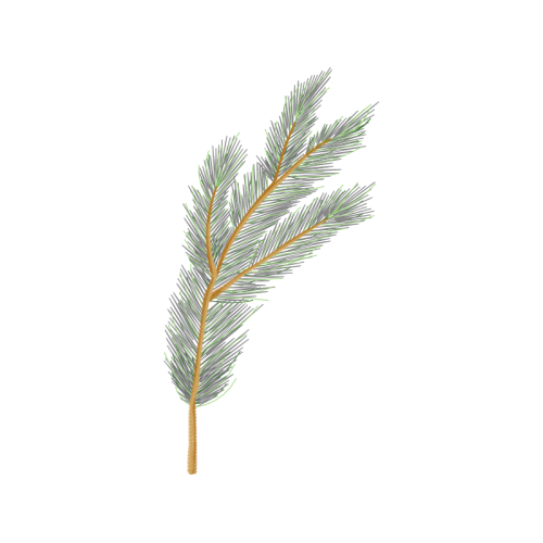 Shortleaf Pine Flowers Shortleaf Pine Flowers