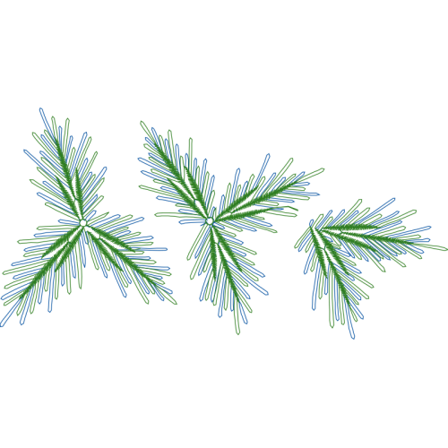 Shortleaf Pine Flowers Shortleaf Pine Flowers