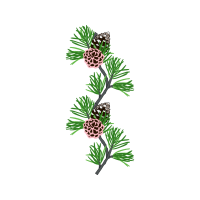 Shortleaf Pine Flowers