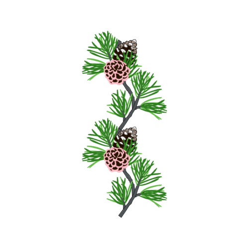 Shortleaf Pine Flowers Shortleaf Pine Flowers