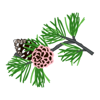 Shortleaf Pine Flowers