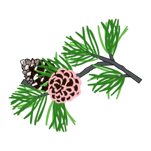 Shortleaf Pine Flowers Shortleaf Pine Flowers