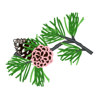 Shortleaf Pine Flowers