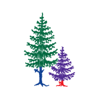 Shortleaf Pine Flowers