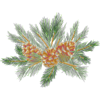 Shortleaf Pine Flowers