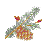 Shortleaf Pine Flowers