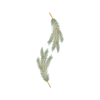 Shortleaf Pine Flowers