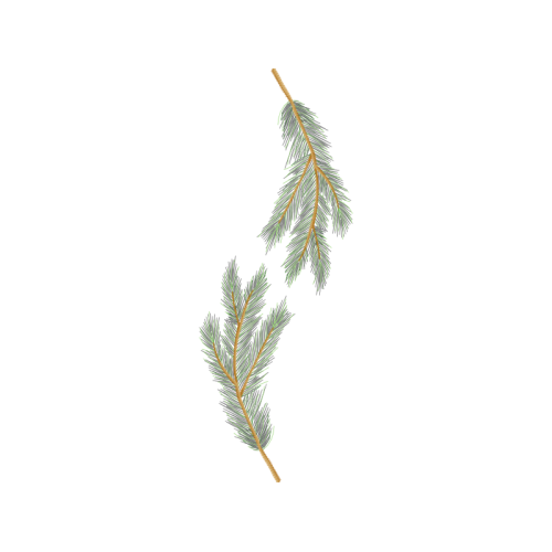 Shortleaf Pine Flowers Shortleaf Pine Flowers