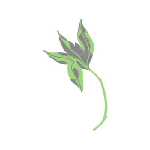 Sketch Flowers Sketch Flowers