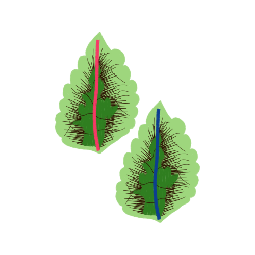 Sketch Flowers Sketch Flowers