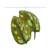 Slippery Elm Flowers