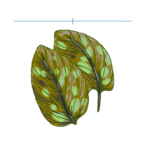 Slippery Elm Flowers Slippery Elm Flowers